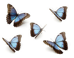 iStock_000008848162XSmall